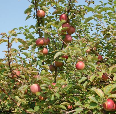 #29 – Apple Cider #3