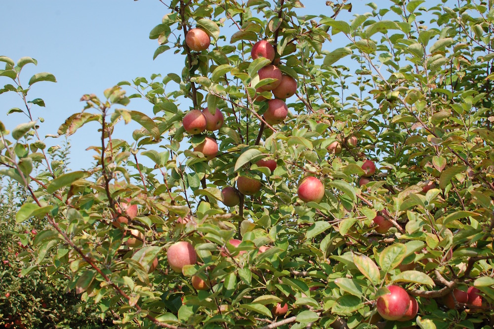 #29 – Apple Cider #3